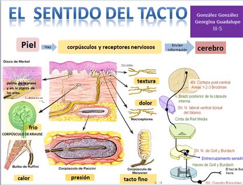 Los Sentidos El Tacto My English And Science