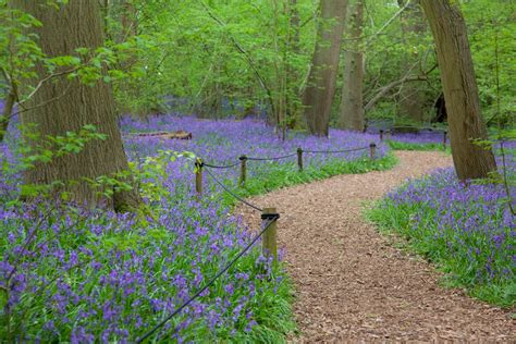 10 Best English Bluebell Woods To Visit In May