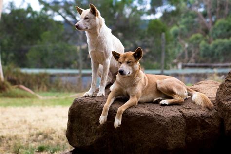 Dingo Vs Dog What Are The Differences With Pictures Pet Keen