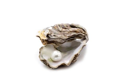 Pearl Oyster Pictures Download Free Images On Unsplash