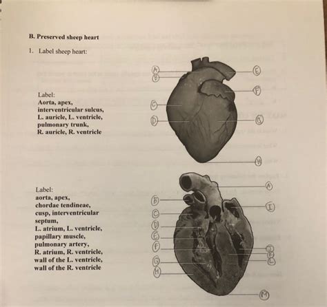 Sheep Heart Dissection Diagram Labeled Diagram Media