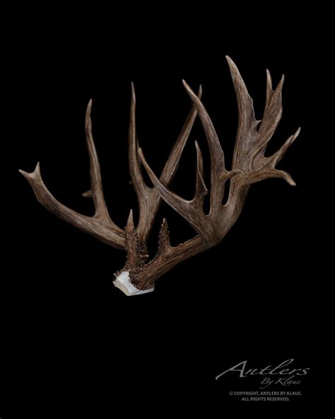 California 3 Record Mule Deer Antlers By Klaus