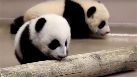 Toronto Zoos Giant Panda Cubs Taking Solid Steps At 4 Months Ctv News