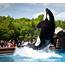 Marineland  Killer Whale Show At Friendship Cove 19 Flickr