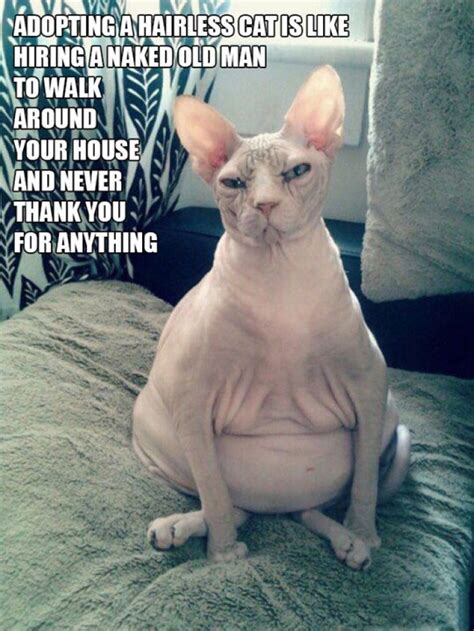 Hairless Cat Funny Animals Animals Funny Pictures
