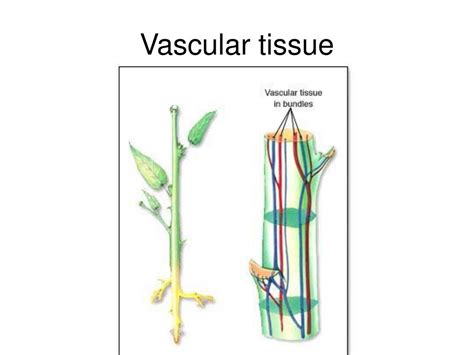 Ppt Seedless Vascular Plants Powerpoint Presentation