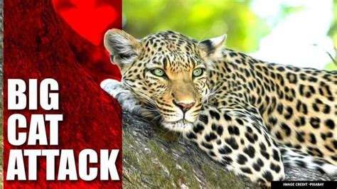 Video Of Leopard Attacking Crowd Breaks Internet Netizens Furious