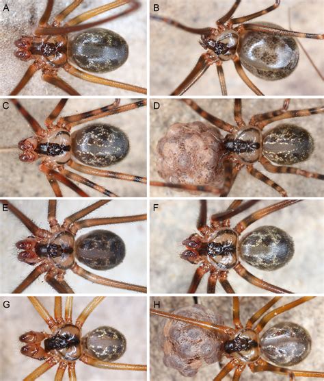 ecuador descubren ocho nuevas especies de arañas infórmate manabí periodismo digital
