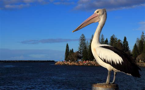 Pelican Wallpapers Top Free Pelican Backgrounds Wallpaperaccess