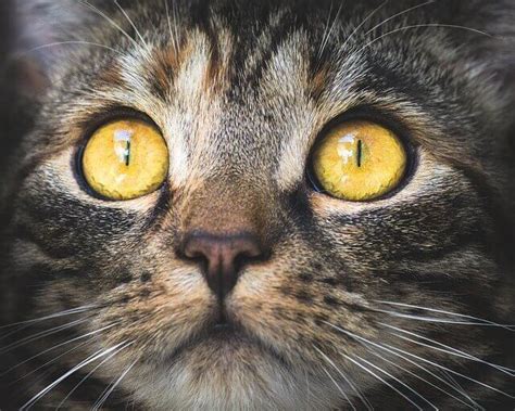 5 Types Of Cat Eye Colors Explained