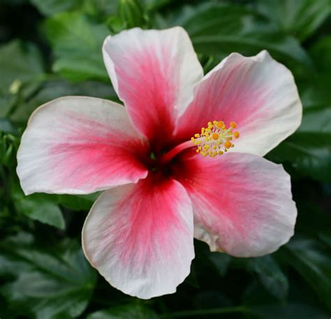 18+ New Top Pictures Of Beautiful Hawaiian Flowers