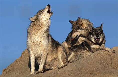 Opinion How To Treat Wolves The New York Times