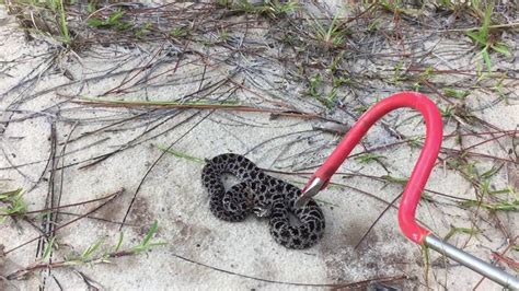It encompasses 632,890 acres and is the only n. Cruising for Snakes, Apalachicola National Forest - YouTube