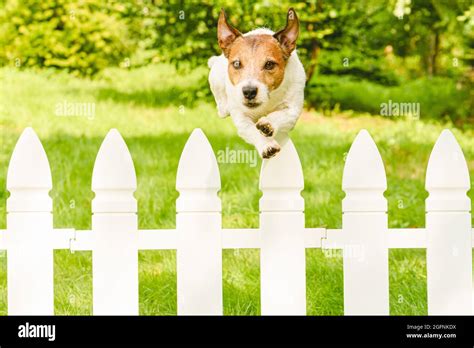 Agile Unstoppable Dog Jumping Over Fence Escaping From Backyard Stock