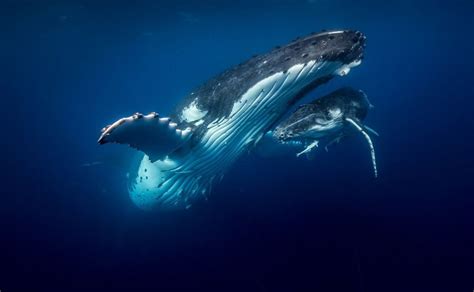 A British Diver Used A Flying Drone To Capture Incredible Footage Of Humpback Whales And Their
