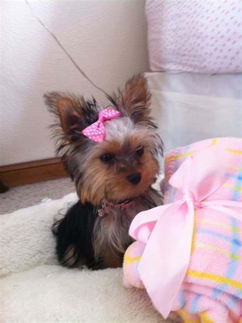 Pink Cutie Yorkie Dogs Yorkie Yorkshire Terrier