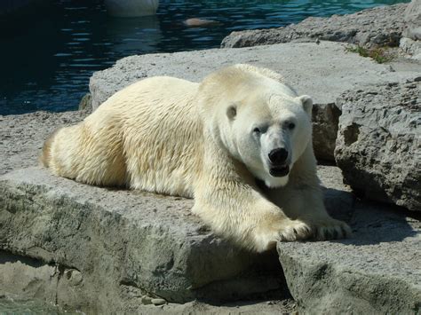 Polar Bear 1 Toronto Zoo Gnomeyg Flickr