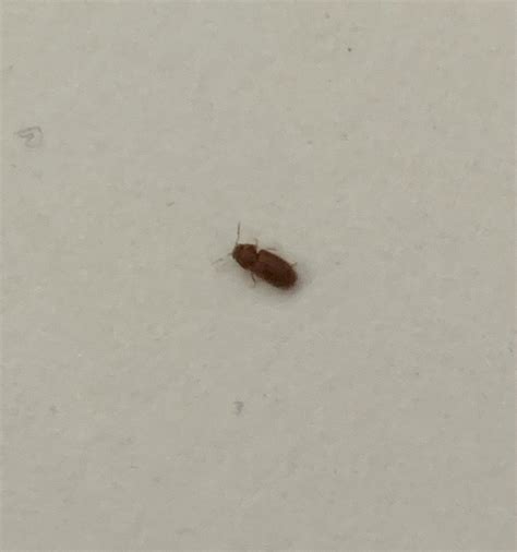 Identifying Small Brown Bugs Thriftyfun