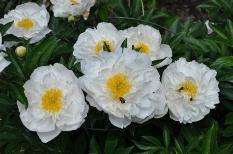 Here are all of the perennials we offer for hardiness zone 7: Peony: The peony has been the Indiana State flower since ...