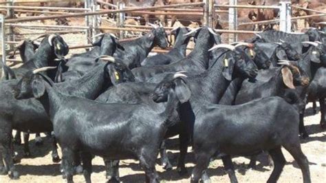 ब्लैक बंगाल बकरी की कीमत और पहचान Black Bengal Goat Price And