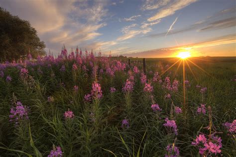 Prairie Wildflowers During Sunset Photograph By Dan Jurak Fine Art