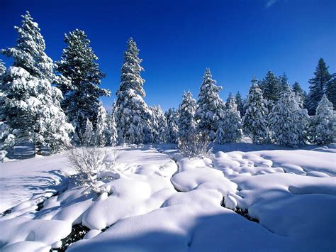 Free Download Milky Winter Wallpaper Nature Wallpaper 1600x1200 For