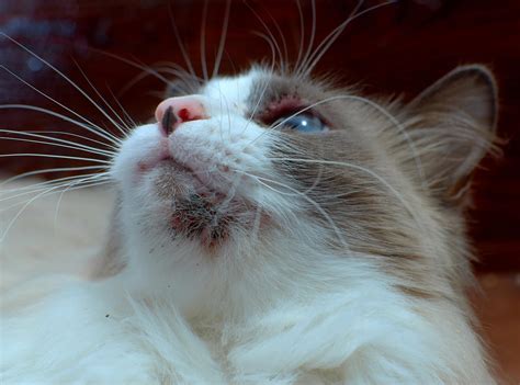 Eosinophilic Granuloma Cat Lip Home Remedies Elnora Pride