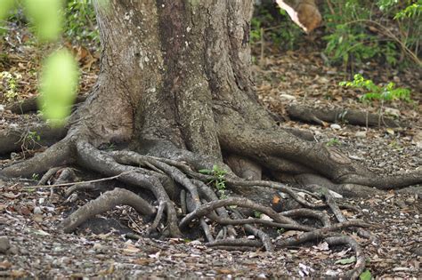 Mango Tree Roots Artibonite Haiti Dsc3925 Carolina Carrera