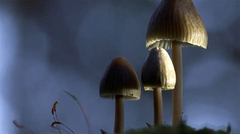 Poisonous Mushrooms Wallpapers And Images Wallpapers Pictures Photos
