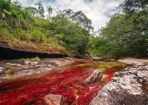 How To Visit Caño Cristales In Colombia Matador Network