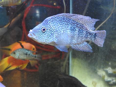 Pearlscale Cichlid Similar But Different In The Animal Kingdom
