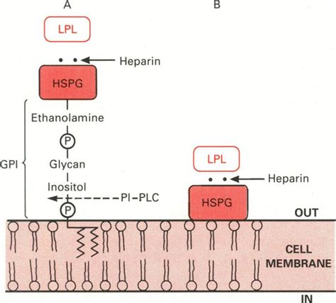 Models For The Attachment Of Lipoprotein Lipase To The Cell Surface