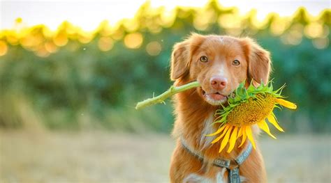 Check spelling or type a new query. 10 Dog Safe Flowers: Beautiful & Non-Toxic for Canines