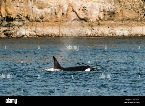 Side View Of A Transient Killer Whale In The Strait Of Juan De Fuca