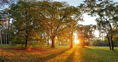 Autumn Forest At Sunset Stock Image Image Of Beautiful 21980855