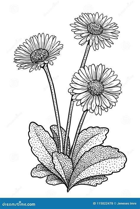 Common Daisy Illustration Drawing Engraving Ink Line Art Vector