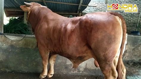 Maybe you would like to learn more about one of these? SAPI LIMOSIN DI KANDANG SEMAKIN JOS - YouTube