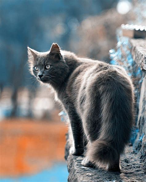 The Gray Cats Cat Breeds Cats Cute Cats