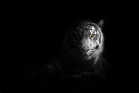 White Tiger Wallpaper 4k Dark Aesthetic Bengal Tiger