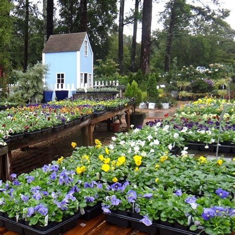 Strolling through our nursery next spring, you will make a creative connection with your landscape and find the perfect. What time 🕰 is it? Pansytime. 🌱💚 . . . . . . . . . . # ...