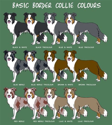 Basic Border Collie Colors Cute Both Of Mine Are Like The First One