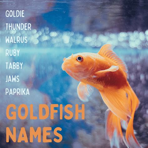 50 Creative Goldfish Names From Blaze To Twinkie Pethelpful