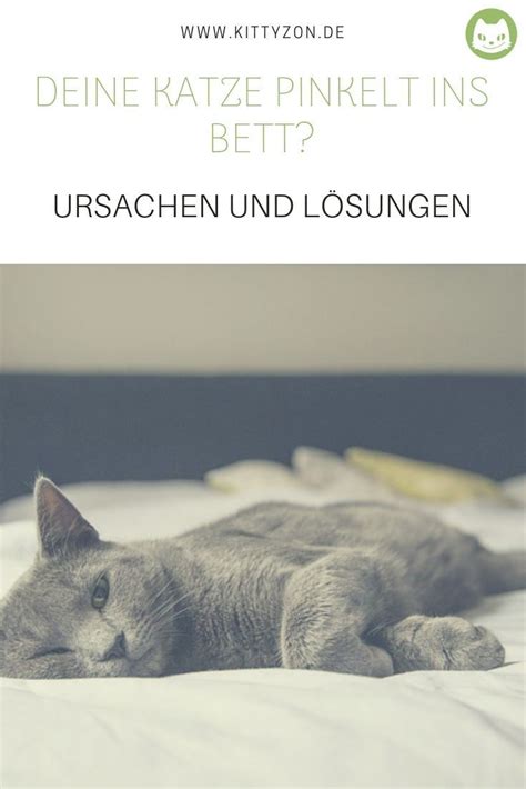 Tiger pinklet immer nur ins bett, früher hat er auch das sofa benutzt welches aber seit 1 monat ein neues ist und das. Deine Katze pinkelt ins Bett? - Ursachen und Lösungen ...