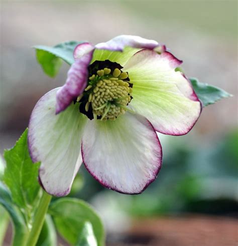 Hellebores Beautiful Flowers All Winter With A Name Like