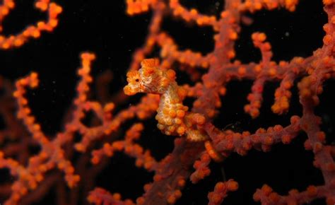 Pygmy Seahorse Camouflage Explained Mudfooted From Mudfooted