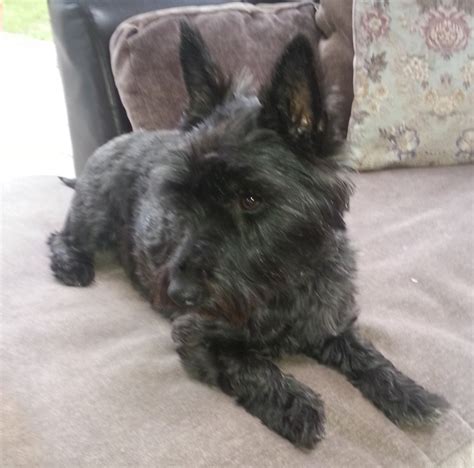 Belle The Scottie Westie X Needs A New Home Dawg