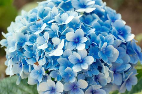 Gambar Menanam Daun Bunga Biru Semacam Bunga Tanaman Berbunga
