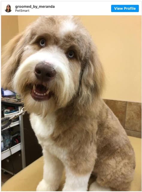 Top 5 Aussiedoodle Haircuts With Pictures And Home Grooming Tips Zohal