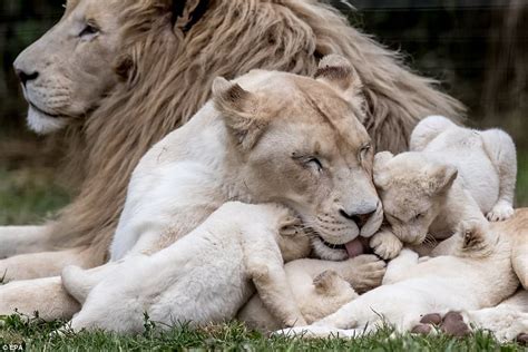 Rare Quintuplet White Lion Cubs Play In Their Enclosure Daily Mail Online