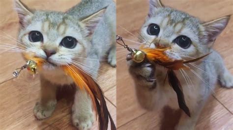 Playful Cute Kitty Cat Youtube